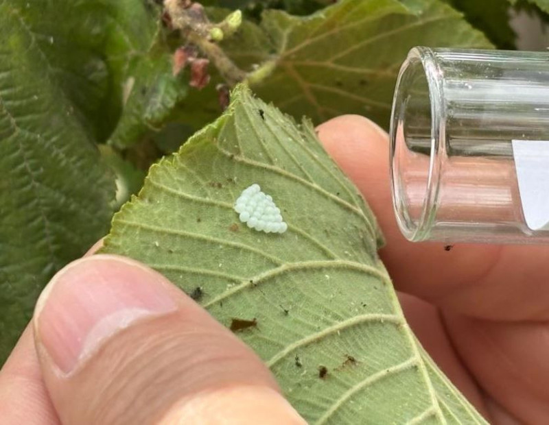 Ordu, Giresun, Samsun, Trabzon'dan sonra haftada 300.000 çoğalan istilacı Marmara'ya da giriş yaptı. Tek çare 10.000'lerce o hayvandan salmak - Resim: 6