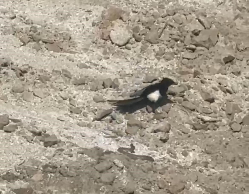 Nevşehir’de toprakta bir anda belirdi. Önce 1 tanesiyle sonra da diğer yırtıcıyla karşı karşıya geldi - Resim: 4