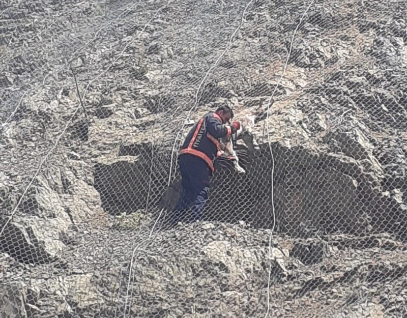 Malatya'da ağlar arasına takılan 2 tanesi fark edildi. 2 tane hayvanı yan yana orada gören vatandaşlar hayretler içinde ekipleri aradı - Resim: 3