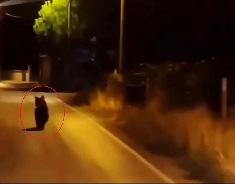 Yalova Çınarcık’ta köy yoluna inen hayvan, otomobili görünce koşarak kayboldu - Resim: 2