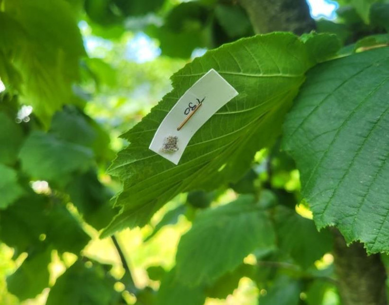 Kastamonu'da haftada bir çırpıda 200.000 ile çoğalan istilacı hayvana karşı hazırlık sürüyor. 5.000 yeni tanesi doğaya salındı - Resim: 3