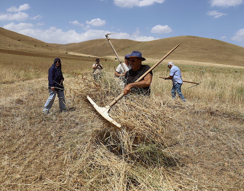 Bayburt’ta buğday tarlasında zaman geri sarıldı, geleneksel yöntemlerle hasat yapıldı - Resim: 3