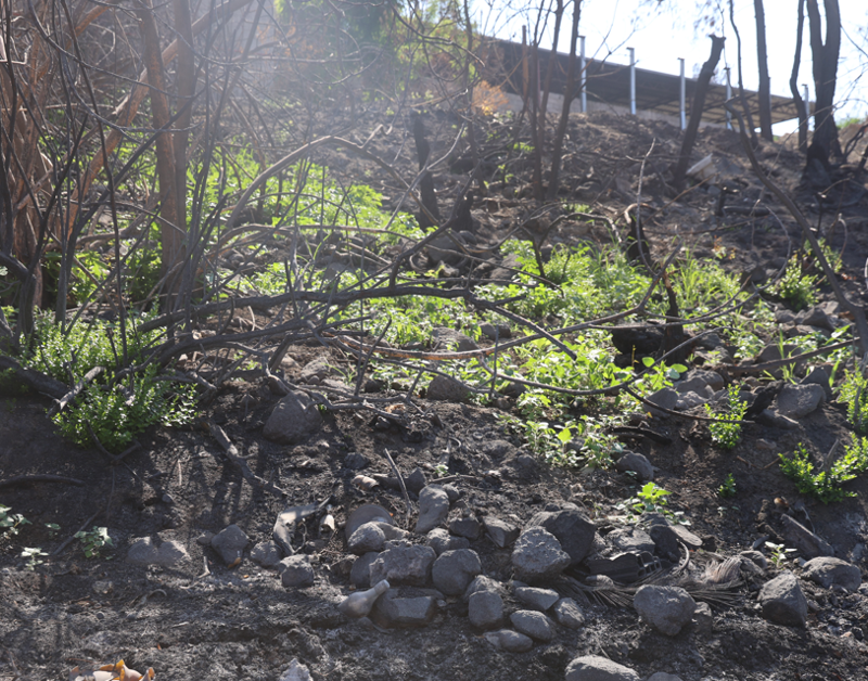 Hatay’da 36 saat süren alevlerin küllerinden filizler çıktı, Karaali’de doğa yeniden canlandı - Resim: 4
