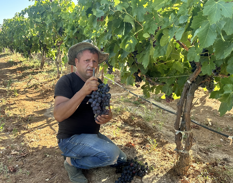 Isparta’nın Yalvaç ilçesine bağlı Kuyucak köyünde hibe destekle kurulan bağlarda üzüm hasadı başladı - Resim: 2