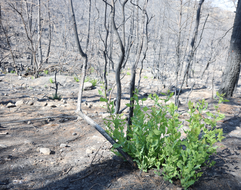 Hatay’da 36 saat süren alevlerin küllerinden filizler çıktı, Karaali’de doğa yeniden canlandı - Resim: 3