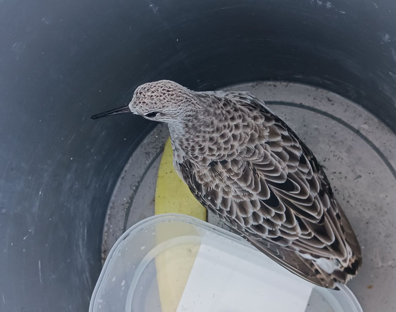 Türkiye'de nadir görülen tür Ordu'da yaralı halde ortaya çıktı! Derhal koruma altına alındı - Resim: 3