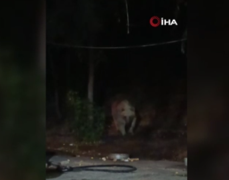 Bingöl'de şantiye ziyaretine beklenmedik misafir geldi! Tepside ne varsa yedi ve gitti - Resim: 3