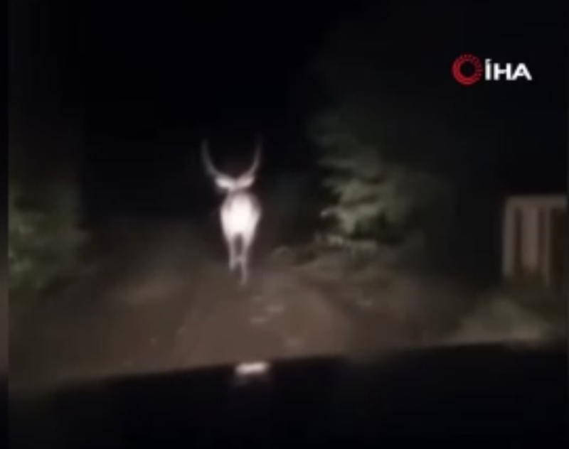 Karabük’te yaban hayatı çeşitliliği artıyor! vatandaşlar doğada her geçen gün yeni türlerle 1'er 1'er karşılaşıyor - Resim: 1