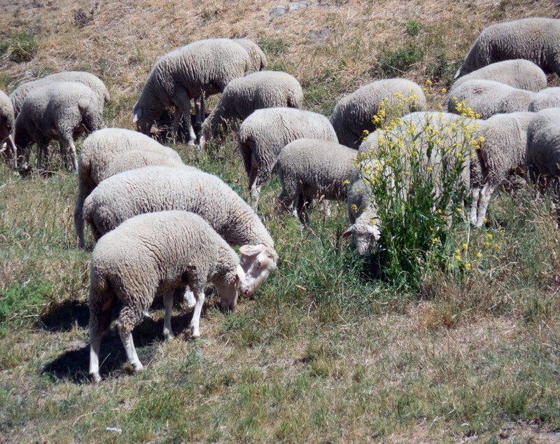 Erzincan'da -20'lerden sonra çobanları sevindiren gelişme yaşandı... 100'lercesi sabah 09.00'da her yere yayıldı, ortaya müthiş manzara çıktı - Resim: 3