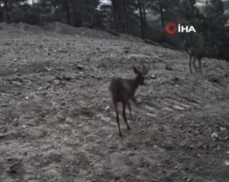 Tekirdağ’da fotokapanlara yakalandılar, dağlık alandaki hareketleri görüntülendi - Resim: 2