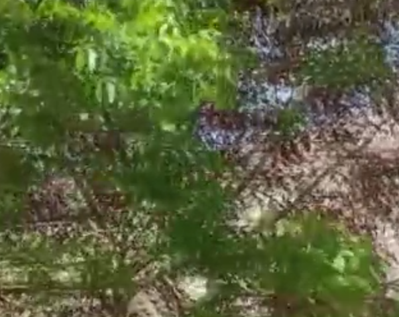 Malatya’nın Akçadağ ilçesinde şaşırtan olay! Ceviz ağaçları sonbaharda yeniden meyve verdi - Resim: 3