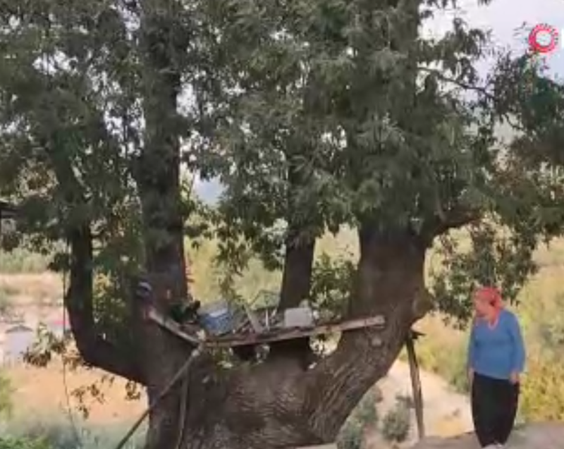 Osmaniye’de bir ağacın dallarında beliren sır. Herkes aynı kelimeyi gördü - Resim: 3