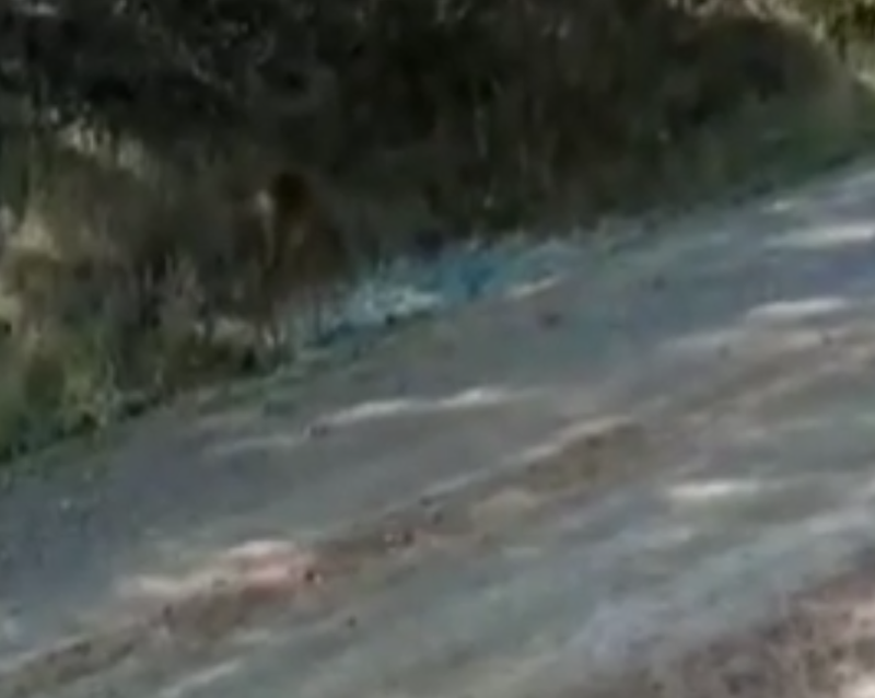 Çankırı'da Fotokapanla kayda alınan görüntüler kan dondurdu! Avını aldı arkasına bakmadan devam etti - Resim: 3