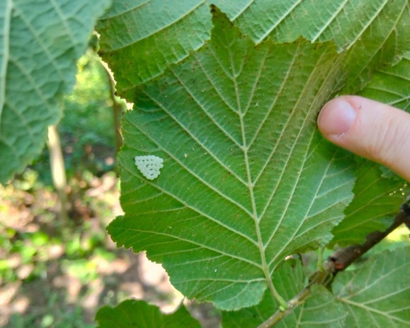 Samsun'da her yeri 100.000'lercesi sardı. Çiftçileri illallah ettiren istilacıya karşı 1 milyon tanesi doğaya bırakıldı - Resim: 1