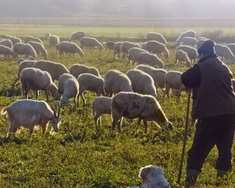 Muş’ta yaylada 600'den fazla koyununu otlatan çoban, bir anda çalılıkların arasında duran 2,3,4,5 taneyi fark etti. İçeri girince resmen karşısında onları gördü - Resim: 2