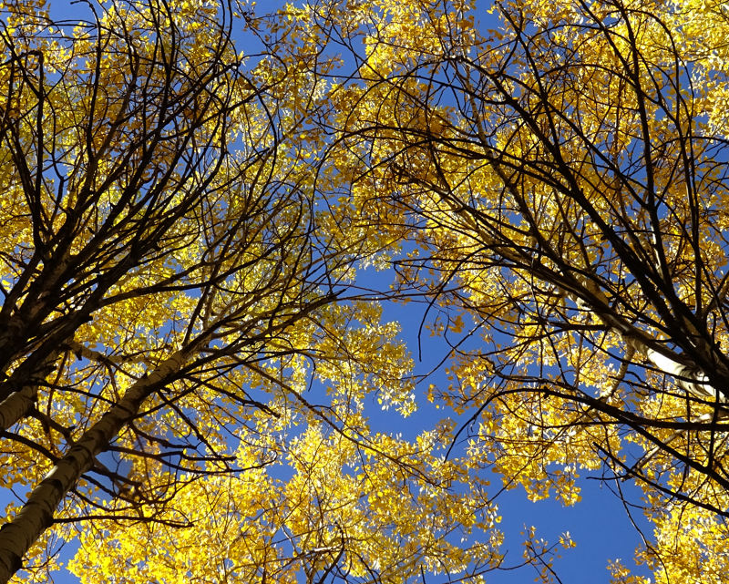 Kars’ta sonbahar renkleri büyüledi! Keklik Vadisi ve Soğuksu mevkisinde kartpostallık manzaralar oluştu - Resim: 1