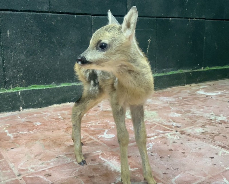 Sinop’ta çiftçilik ile uğraşan bir vatandaş, ormanda onu tek başına ve çaresiz şekilde buldu! Yanında kimsecikler yoktu - Resim: 3