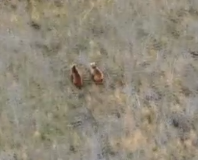 Erzincan kırsalında drone kamerasına takıldılar, anne ve yavrularıyla bir süre dolaşıp kayboldular - Resim: 1