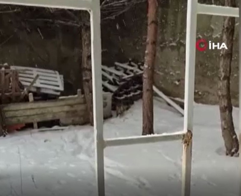 Yozgat'ta karla kaplı okul bahçesinde ortaya çıktı. Vahşi hayvan bahçede bir süre gezdikten sonra aradığı şeyi buldu - Resim: 1