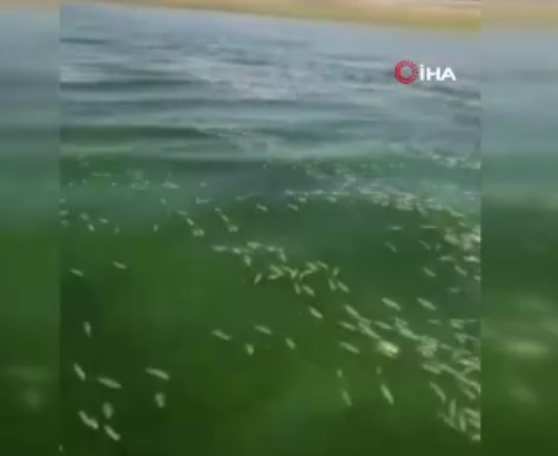 Kahramanmaraş’ta 10.000'lercesi su yüzeyini kapladı! Ortaya çıkan manzara korkuttu - Resim: 3