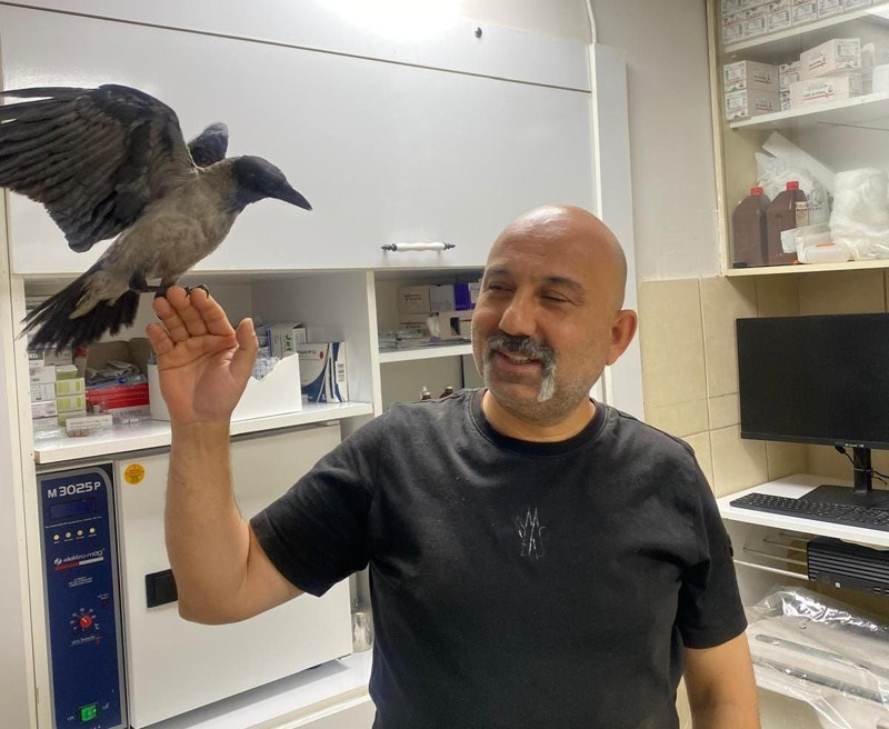 Veteriner hekimin tedavi ettiği karga, özgürlüğüne kavuştu - Resim: 3