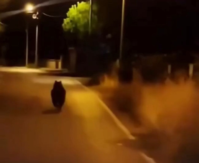 Yalova Çınarcık’ta köy yoluna inen hayvan, otomobili görünce koşarak kayboldu - Resim: 1