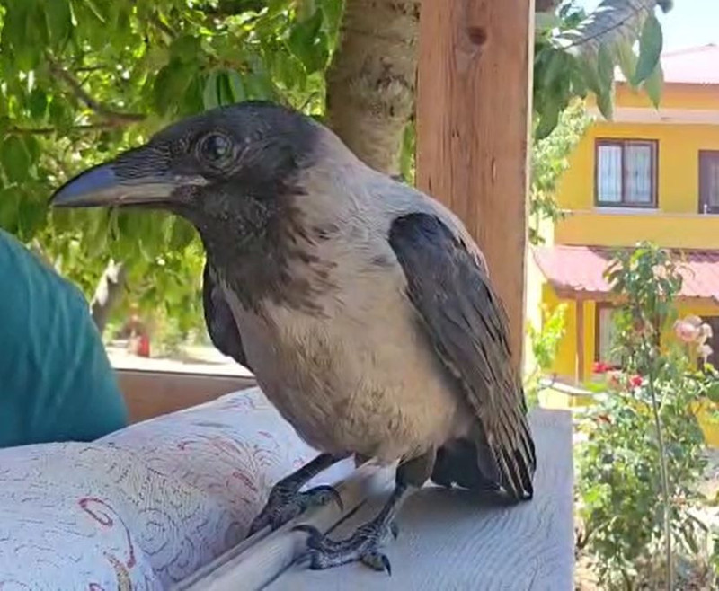 Veteriner hekimin tedavi ettiği karga, özgürlüğüne kavuştu - Resim: 2