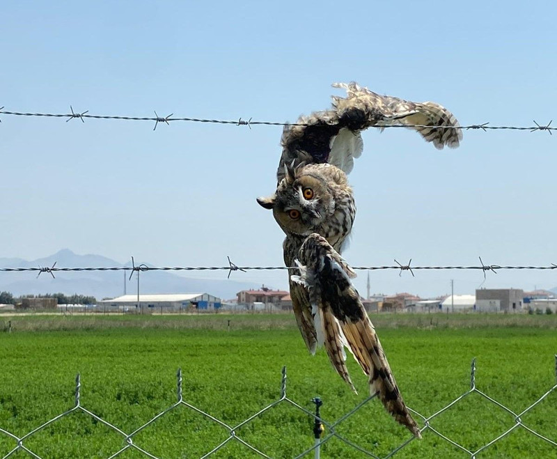 Çırpınarak kurtulmaya çalıştı. Onunla göz göze gelince sessiz çığlığı duyuldu - Resim: 2
