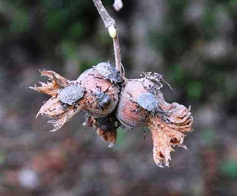 Tokat'ta zararlıların yayılımını izleyen feromon tuzaklarıyla ürün kaybı önleniyor - Resim: 3