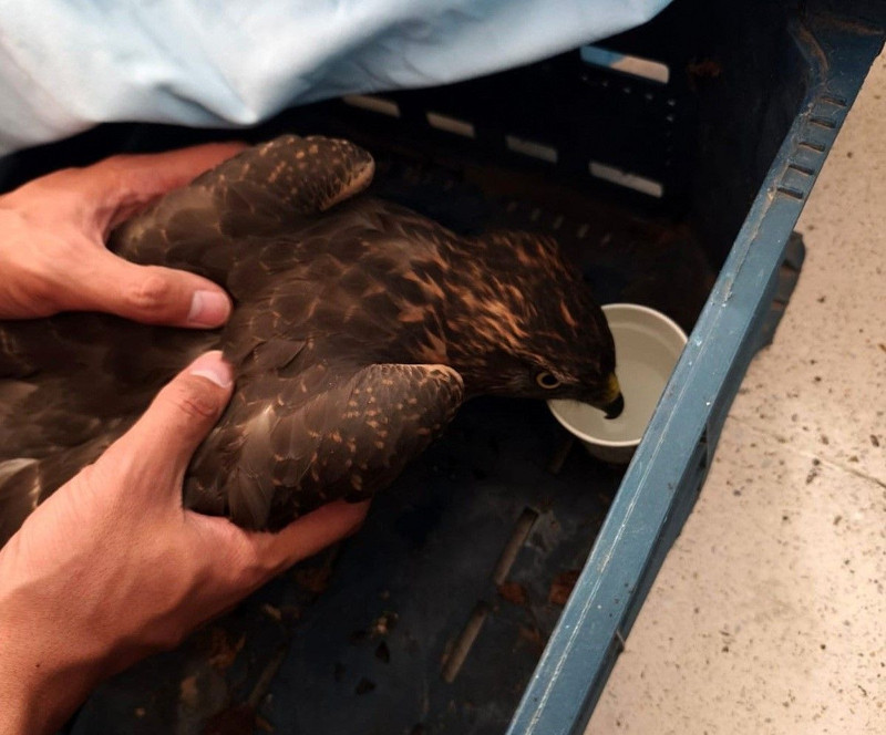 Erzincan’ın Kemaliye ilçesinde yol kenarında hareketsiz halde görüldü, korumaya alındı - Resim: 2