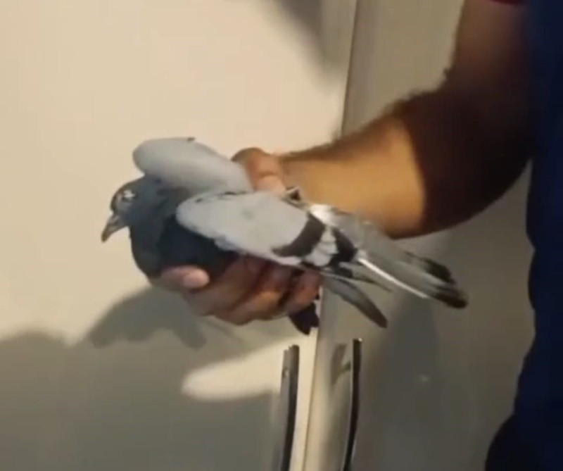 Batman’da binanın havalandırmasında mahsur kalan güvercin itfaiye ekiplerince kurtarıldı - Resim: 3