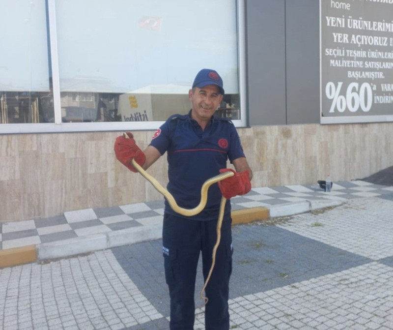 Balıkesir'de araba motorundan çıktı. 2 metre boyuyla uza uza bitmedi - Resim: 4