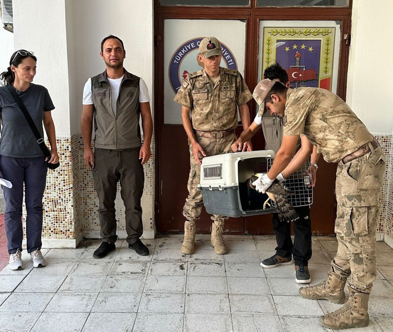 Erzincan’ın Kemaliye ilçesinde yol kenarında hareketsiz halde görüldü, korumaya alındı - Resim: 1