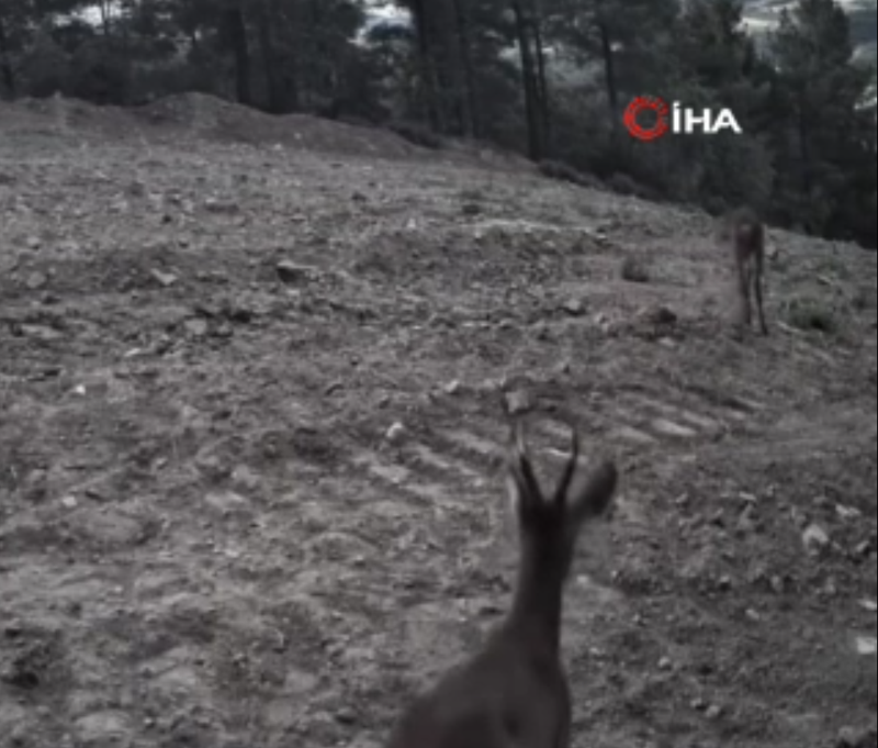 Tekirdağ’da fotokapanlara yakalandılar, dağlık alandaki hareketleri görüntülendi - Resim: 1