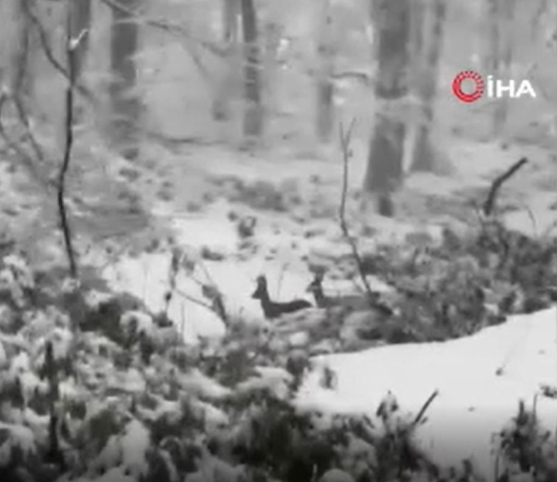 Zonguldak'ta kar nedeniyle adeta beyaz örtüsünü giyen ormanda gezinirken 2'sini birlikte gördüler. O özel anları hemen kayda aldılar - Resim: 2