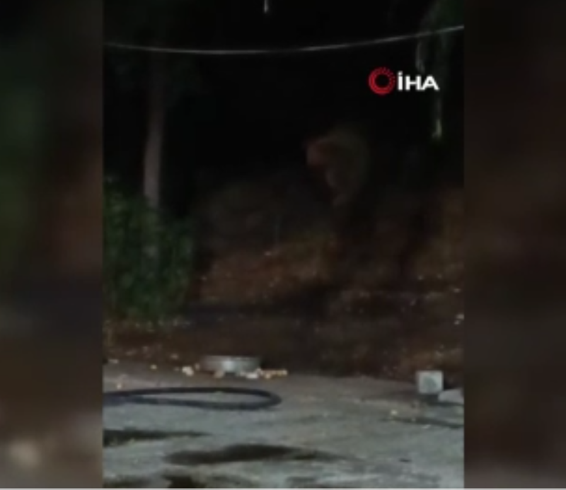 Bingöl'de şantiye ziyaretine beklenmedik misafir geldi! Tepside ne varsa yedi ve gitti - Resim: 2