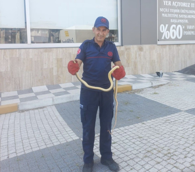 Balıkesir'de araba motorundan çıktı. 2 metre boyuyla uza uza bitmedi - Resim: 3