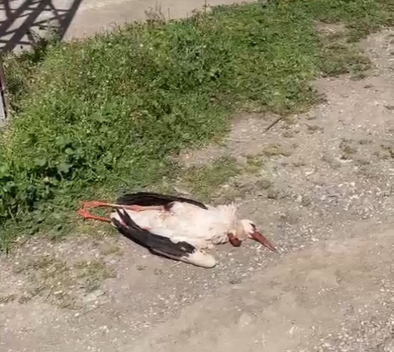 Tokat'tan Türkiye'ye 100'lercesi teker teker giriş yapan hayvanlardan 1 tanesiyle ilgili üzücü gelişme! Çırpınarak telef oldu - Resim: 3