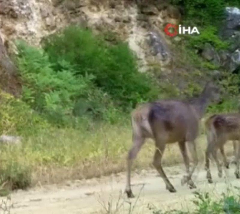 Bursa'da fotokapana yakalanan yaban hayatı ailesi görenlerin içini ısıttı - Resim: 3