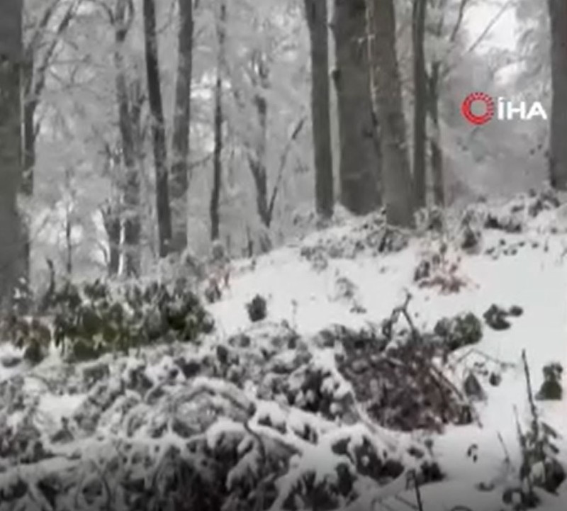 Zonguldak'ta kar nedeniyle adeta beyaz örtüsünü giyen ormanda gezinirken 2'sini birlikte gördüler. O özel anları hemen kayda aldılar - Resim: 4