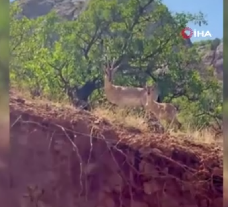 Erzincan’ın Karanlık Kanyon’unda koruma altındaki tür yavrusu ile objektife takıldı - Resim: 3