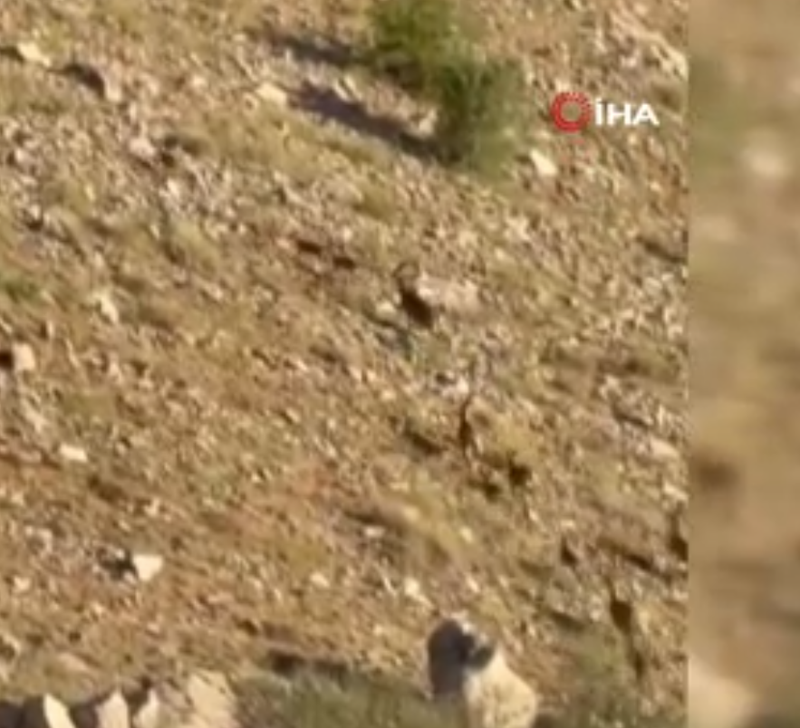 Doğada birini daha görmek zorken Elazığ'da o hayvanlara sürü halinde rastlandı - Resim: 3