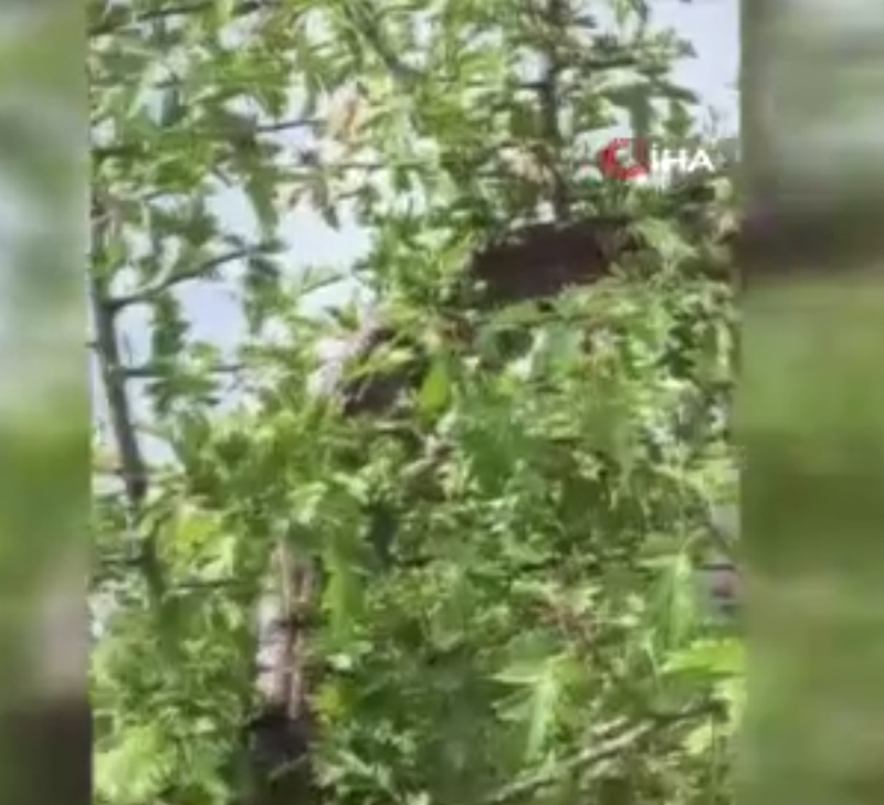 Hatay'da doğada çalılıkların arasında ortaya çıktı. 1,5 metre boyu vardı vatandaşlar önce dehşete düştü sonra onu tanıdı - Resim: 1