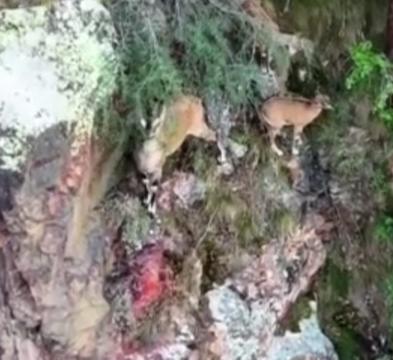 Gümüşhane’de kayalıkların gölgesinde ilerlediler, Torul Kalesi’nde etkileyici görüntüler - Resim: 1