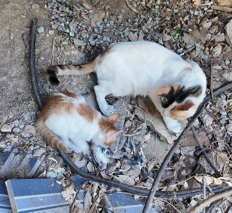 Elazığ’da anneyle yavrunun duygulandıran anı! Avı hemen yavrusuna taşıdı - Resim: 3