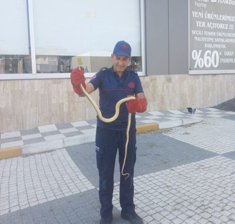 Balıkesir'de araba motorundan çıktı. 2 metre boyuyla uza uza bitmedi - Resim: 2