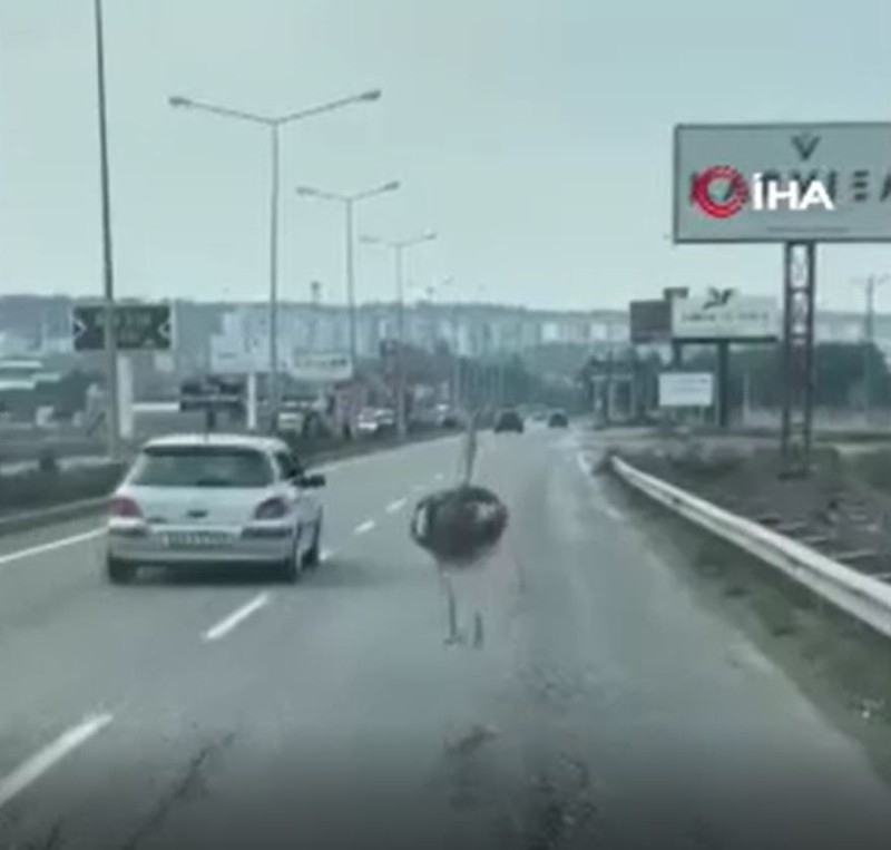 Diyarbakır’da trafikte bir anda sürücülerin önüne çıkan hayvan büyük bir paniğe neden oldu. Birçok kişi ilk kez gördü - Resim: 3