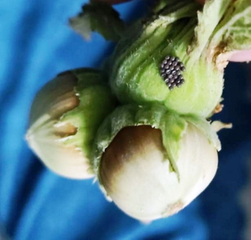 Düzce’de tarlalara yayılan tehlikeye karşı binlerce üreticiye ilaç ve tuzak desteği - Resim: 5