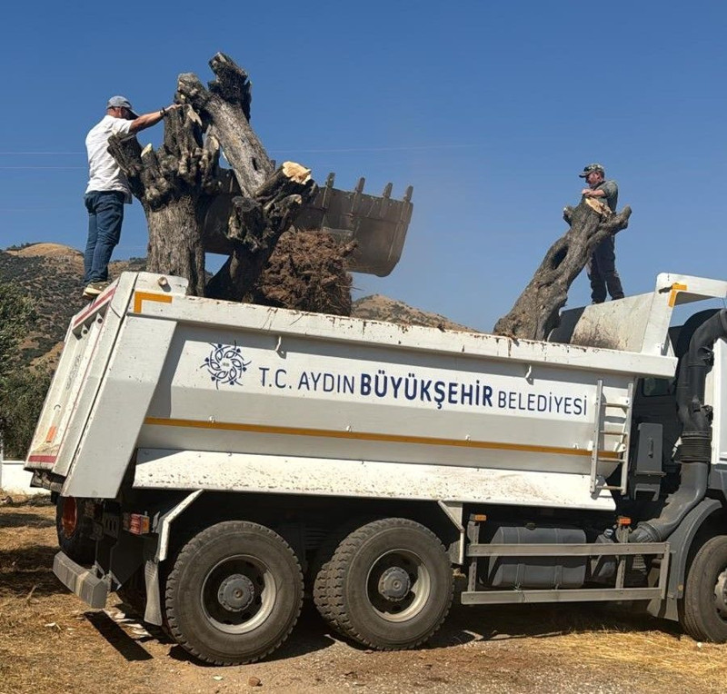 Aydın Adnan Menderes Üniversitesi’nde Nysa Antik Kenti’nden getirilen tarihi zeytin ağaçları yeni yerine dikildi - Resim: 4