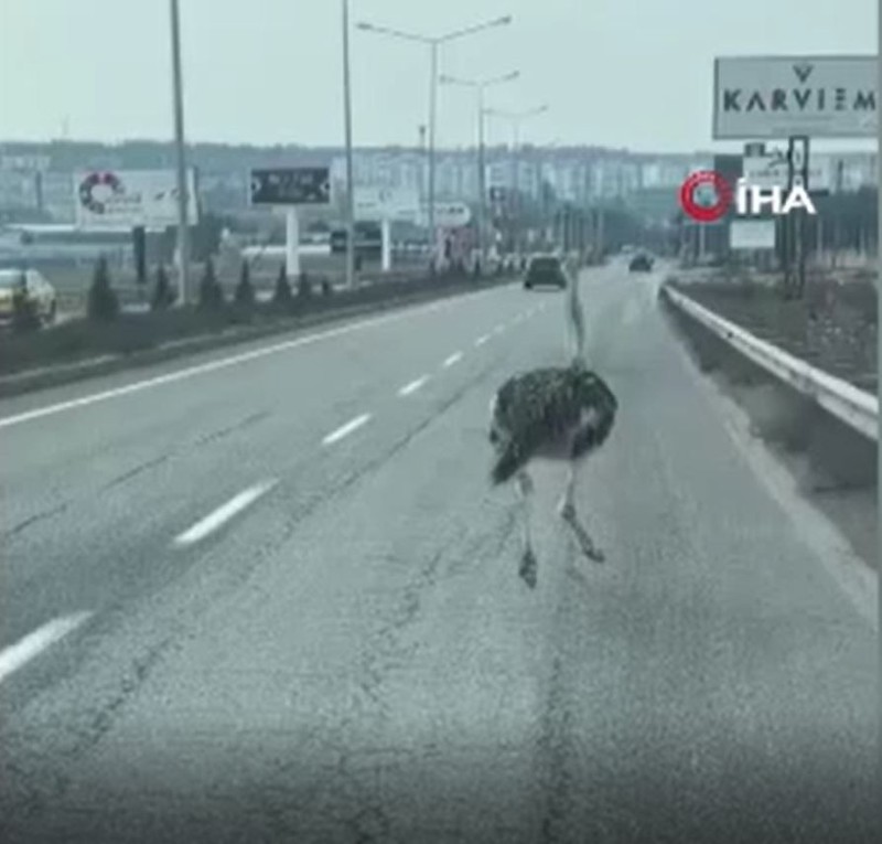 Diyarbakır’da trafikte bir anda sürücülerin önüne çıkan hayvan büyük bir paniğe neden oldu. Birçok kişi ilk kez gördü - Resim: 4